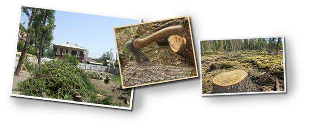 Незаконная порубка деревьев и кустарников Незаконная порубка деревьев и кустарников