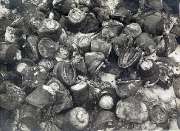 Остатки съеденных немцами лошадей