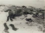 Недоеденная немцами лошадь