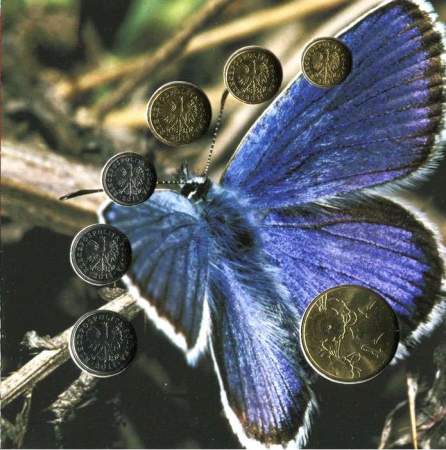 Набор монет Польши Бабочка 2011 года, 6 монет + жетон в альбоме