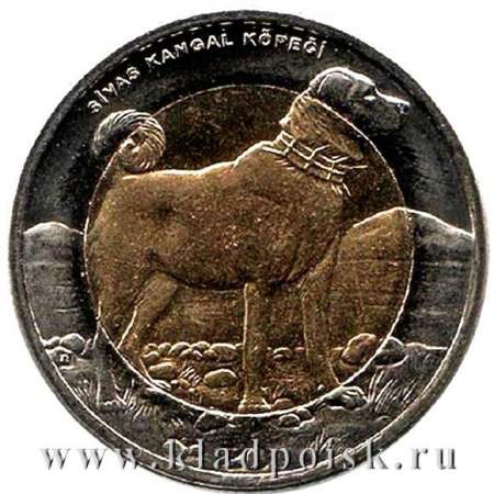 Монета 1 лира Турция – Собака, 2010